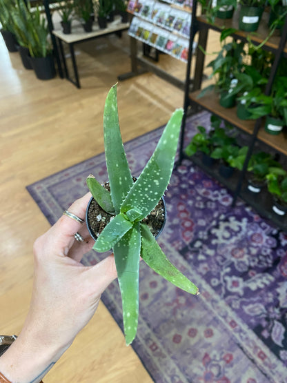 Aloe barbadensis miller 'Aloe Vera'