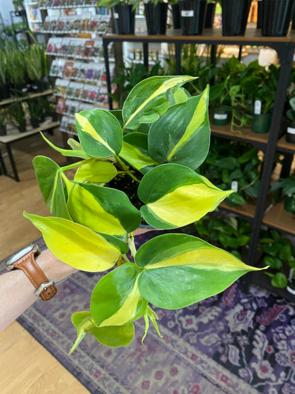 Philodendron 'Brasil'