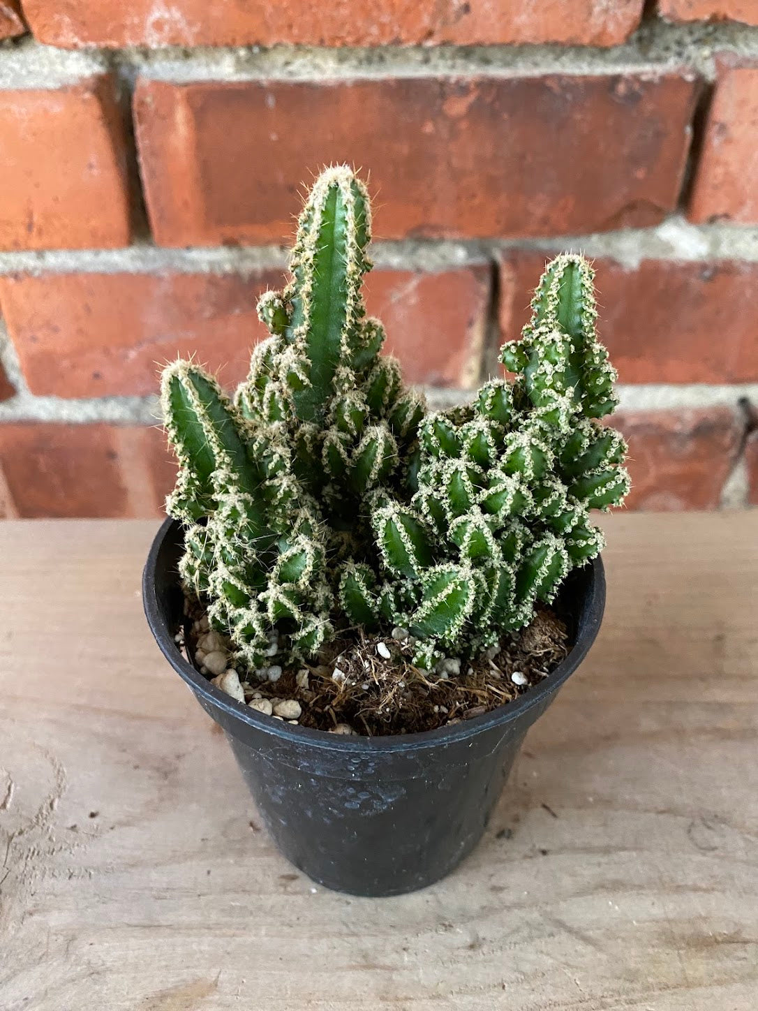Acanthocereus tetragonus 'Fairy Castle'