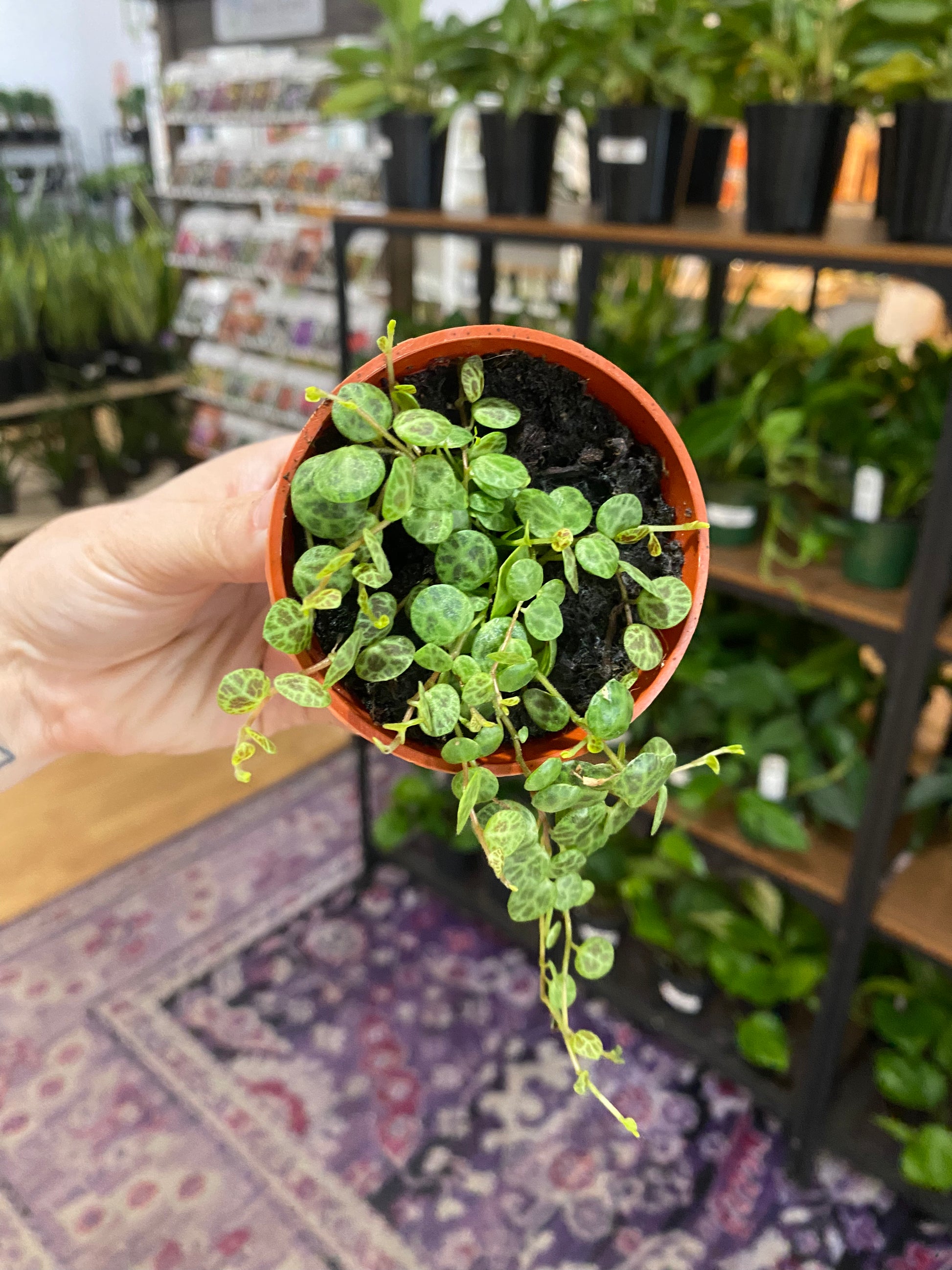 succulent string of turtles Peperomia prostrata 'String of Turtles' – Snakeroot Botanicals