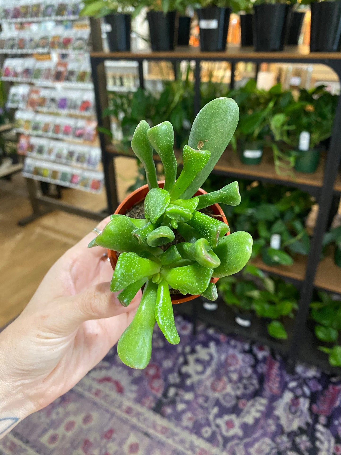 Crassula ovata ‘Shrek Ears' - 2.5" Pot