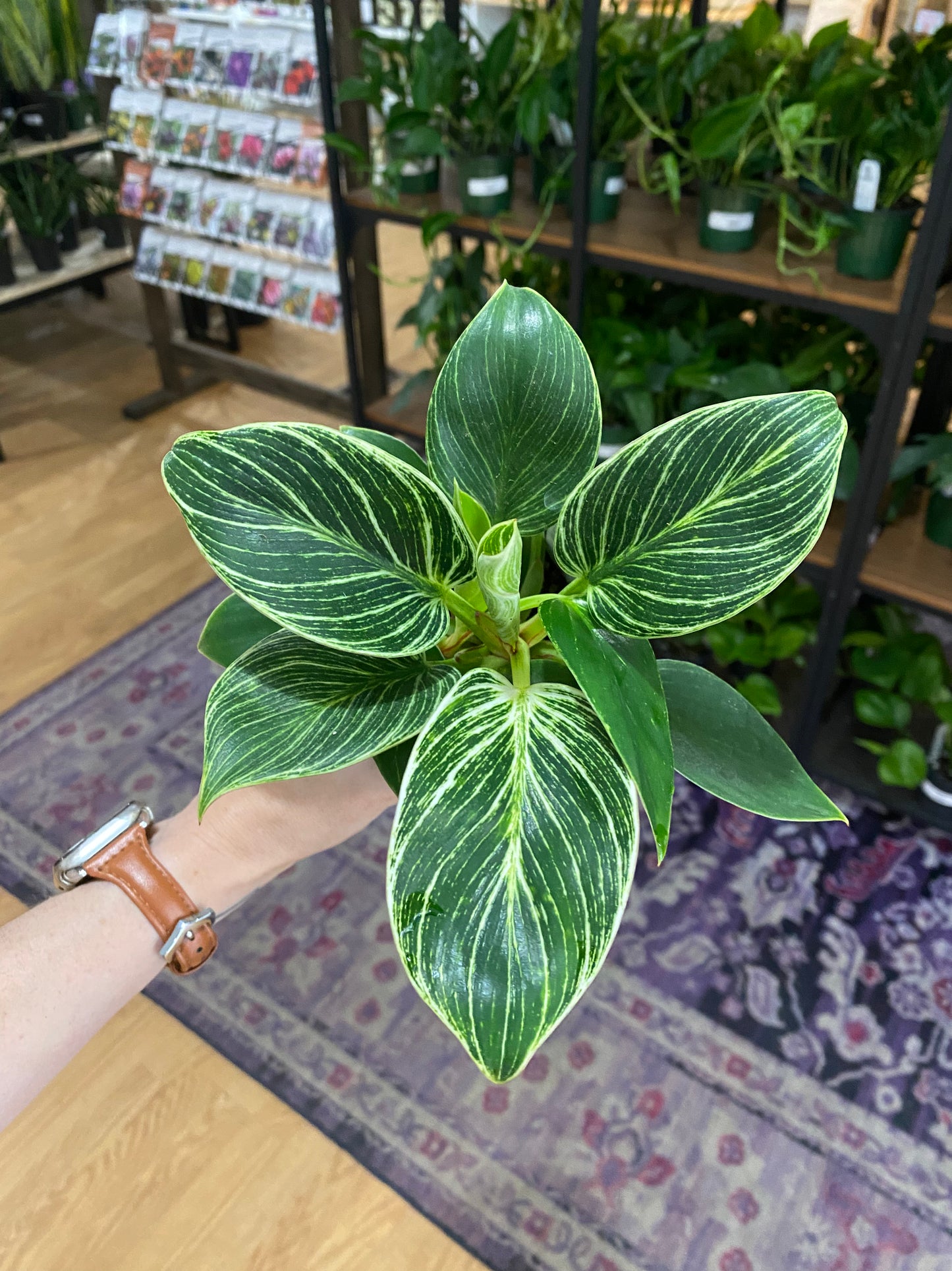 Philodendron 'Birkin'