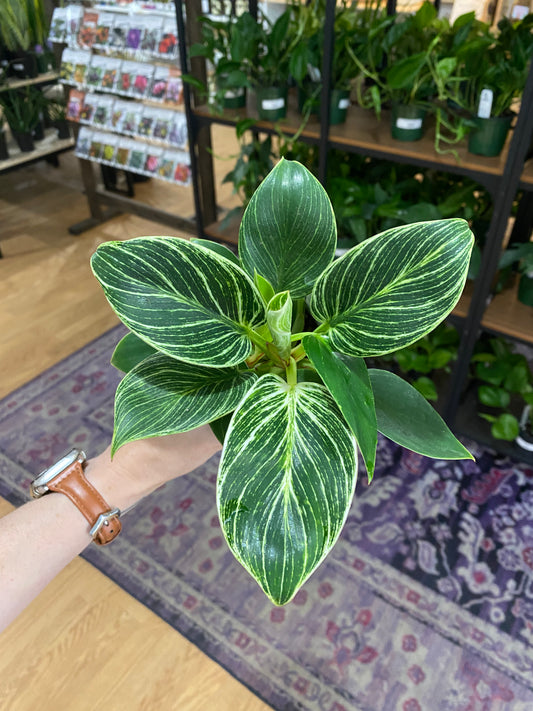 Philodendron 'Birkin'