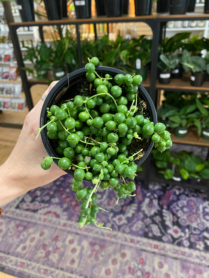 Senecio rowleyanus 'String of Pearls'