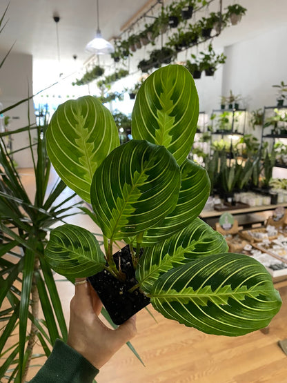 prayer plant large Maranta 'Lemon Lime Prayer Plant'