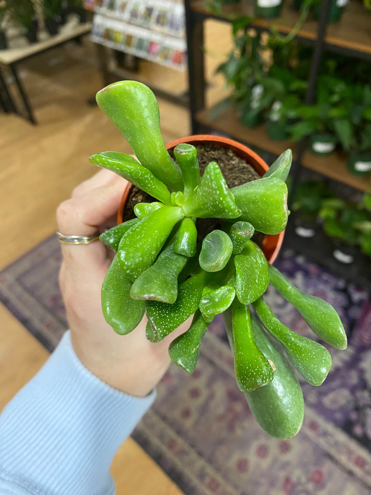 Crassula ovata ‘Shrek Ears' - 2.5" Pot
