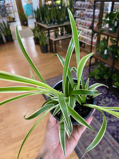 Chlorophytum comosum ‘Reverse Variegated Spider Plant’