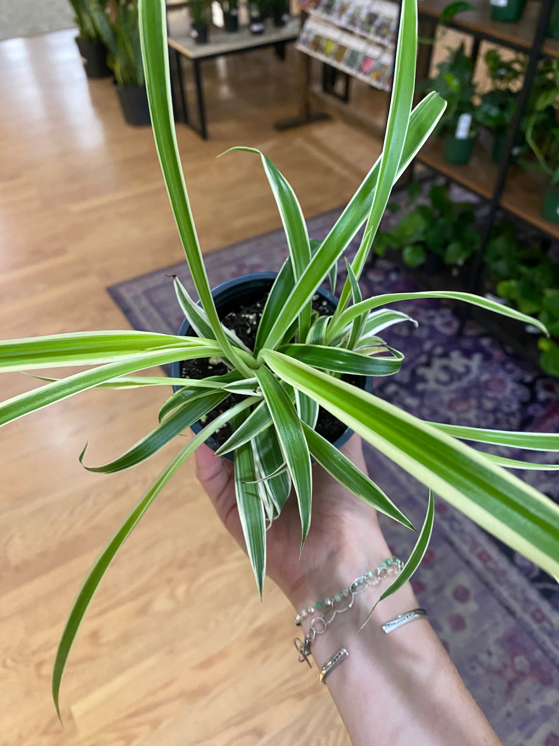 Chlorophytum comosum 'Reverse Variegated Spider Plant' – Snakeroot  Botanicals