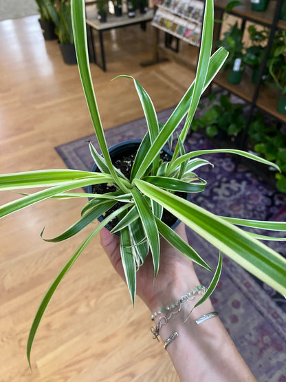 Chlorophytum comosum ‘Reverse Variegated Spider Plant’