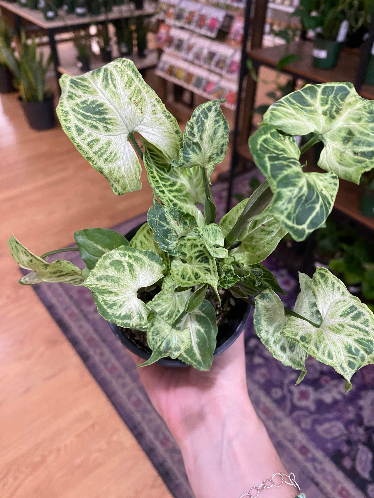 Syngonium 'Batik' - 3" Pot