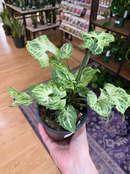 Syngonium 'Batik' - 3" Pot
