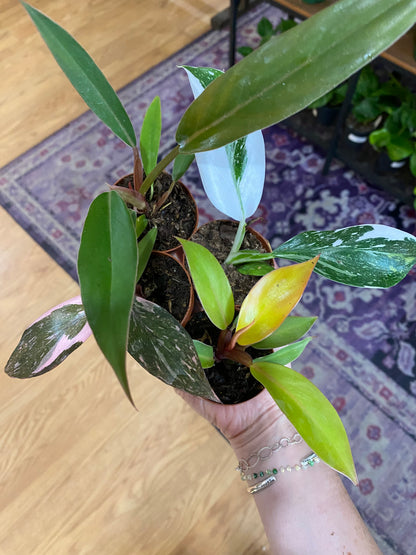 Philodendron 'Assorted Varieties' -2" Pot