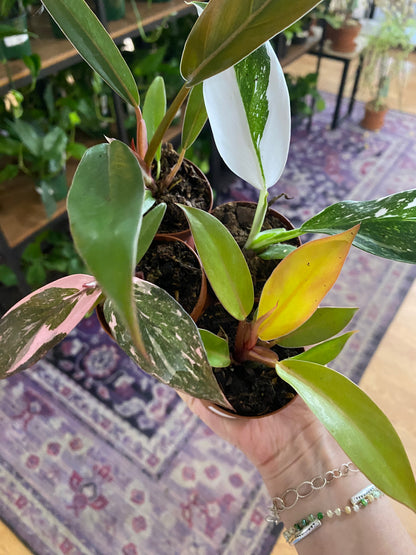 Philodendron 'Assorted Varieties' -2" Pot