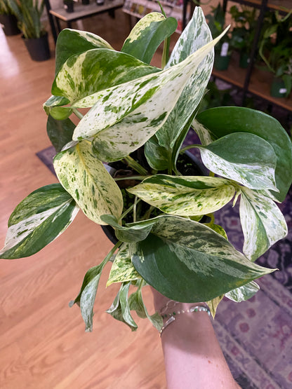 Epipremnum aureum 'Pothos Marble Prince' - 4.5" Pot