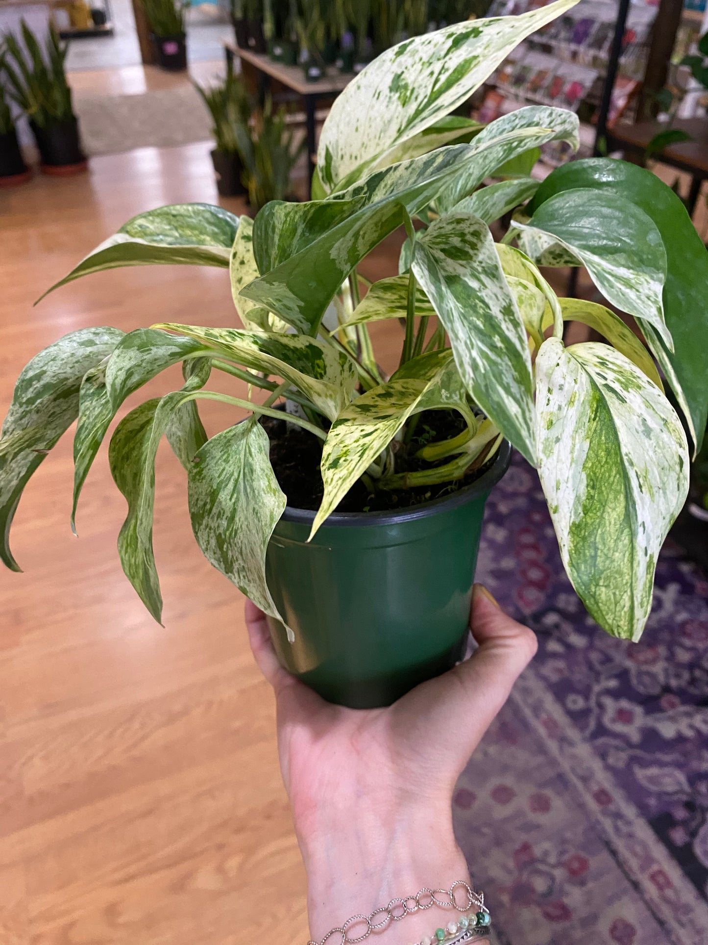 Epipremnum aureum 'Pothos Marble Prince' - 4.5" Pot