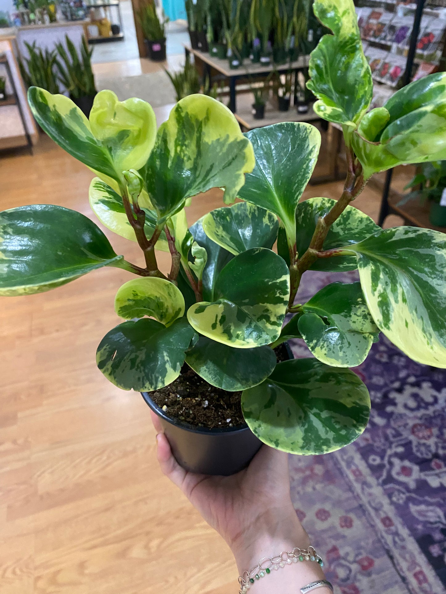 Peperomia obtusifolia 'Marble' - 4.5" Pot