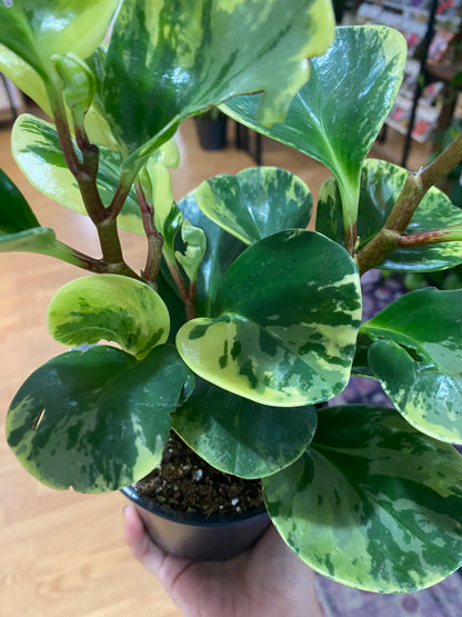 Peperomia obtusifolia 'Marble' - 4.5" Pot