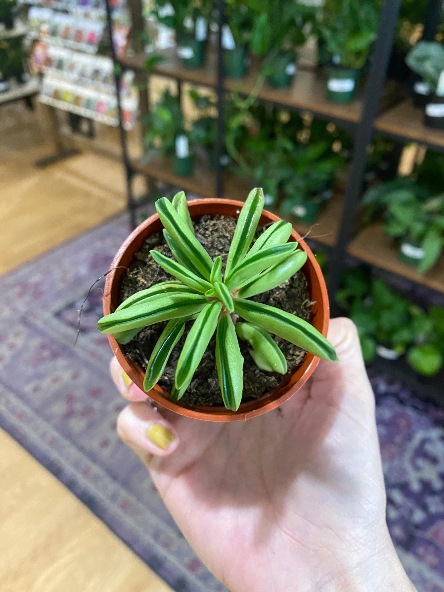 Peperomia 'Taco Leaf' 2.5" Pot