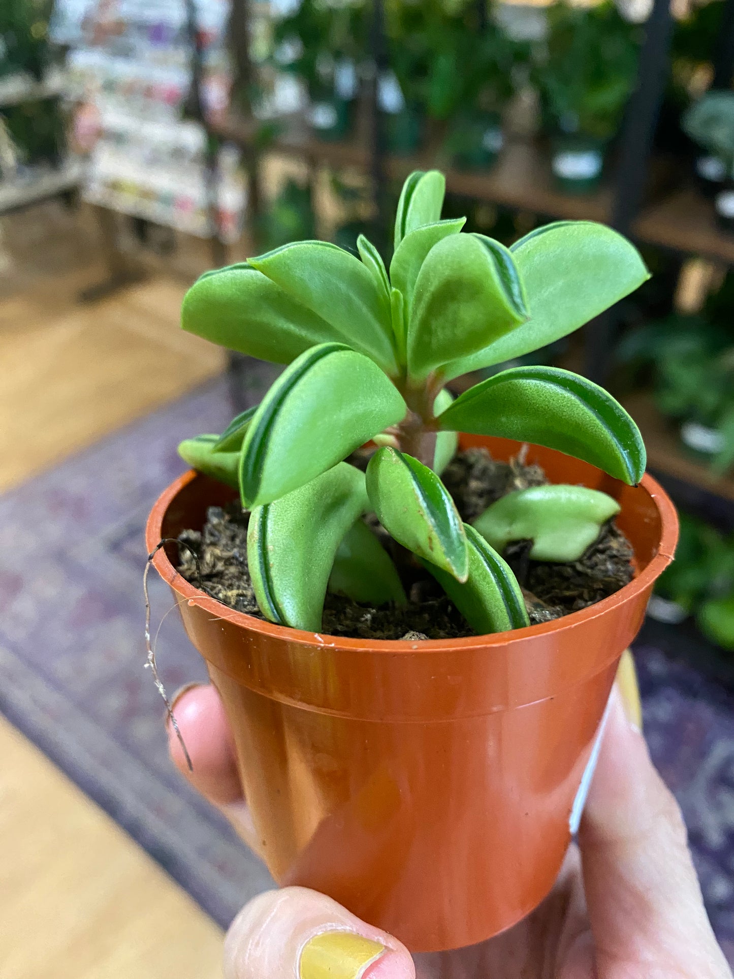 Peperomia 'Taco Leaf' 2.5" Pot