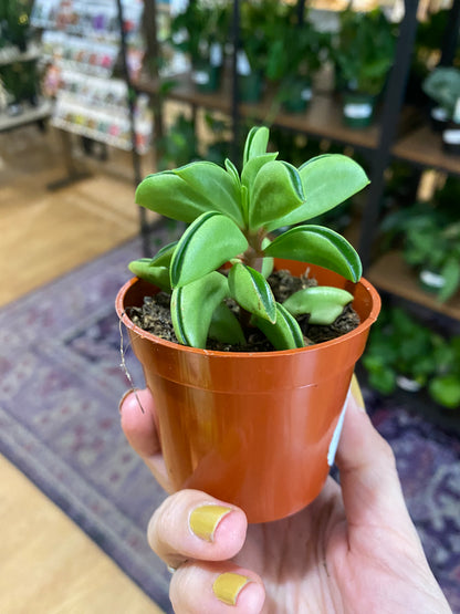 Peperomia 'Taco Leaf' 2.5" Pot