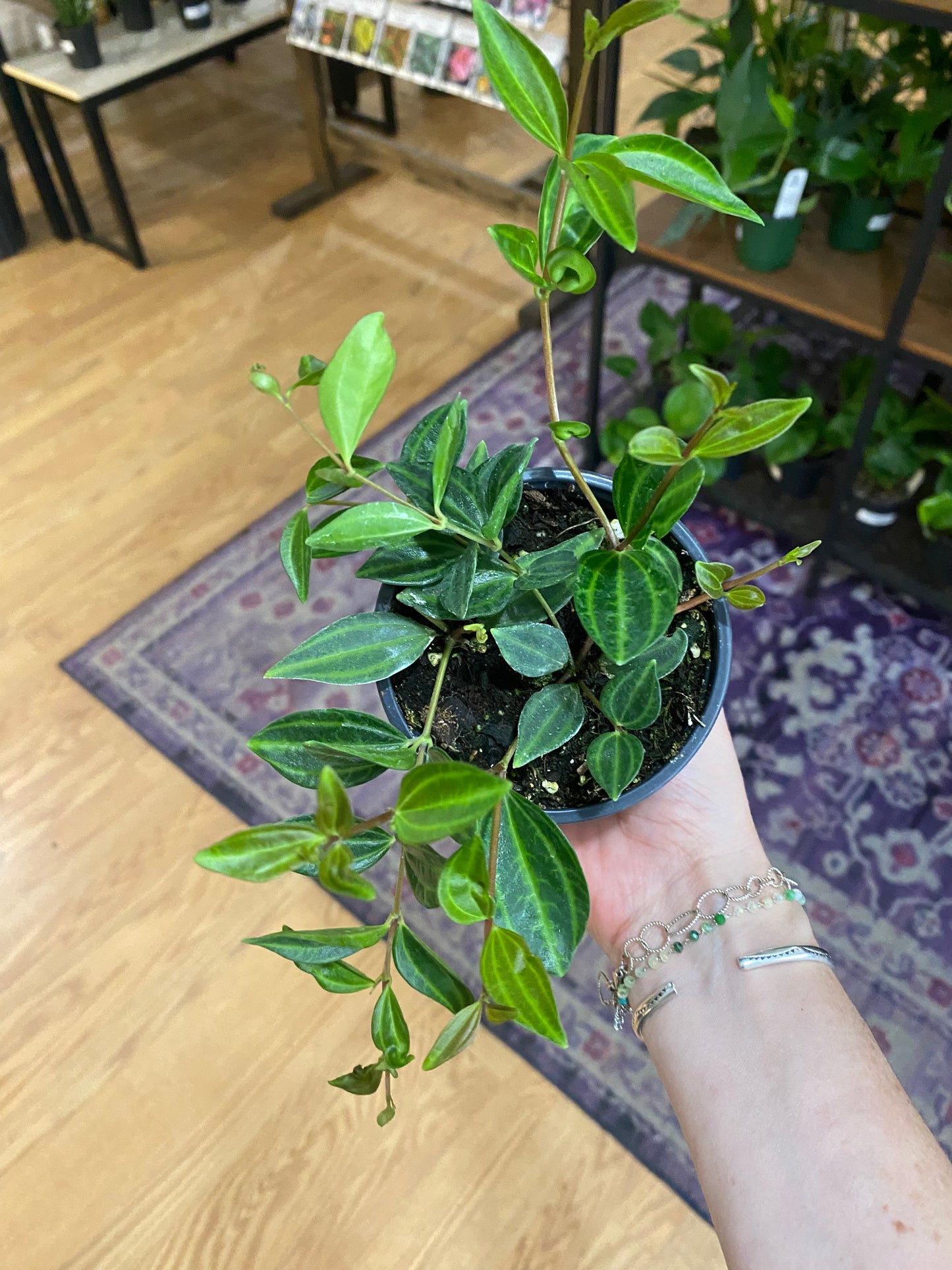 Peperomia 'Beetle' 3" Pot