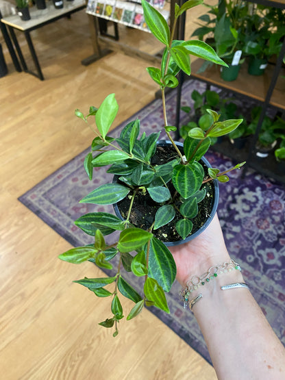 Peperomia 'Beetle' 3" Pot