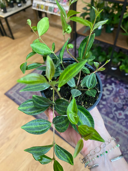 Peperomia 'Beetle' 3" Pot