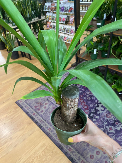 Yucca gigantea 'Yucca'