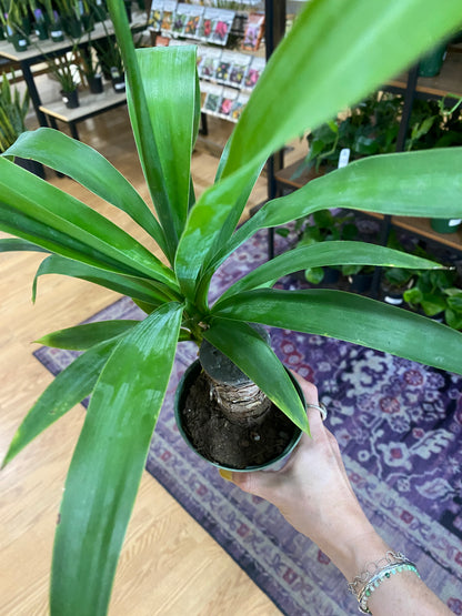 Yucca gigantea 'Yucca'