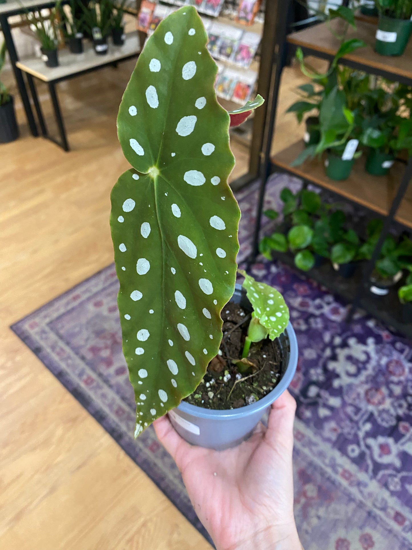 Begonia maculata 'Polka dot Begonia'