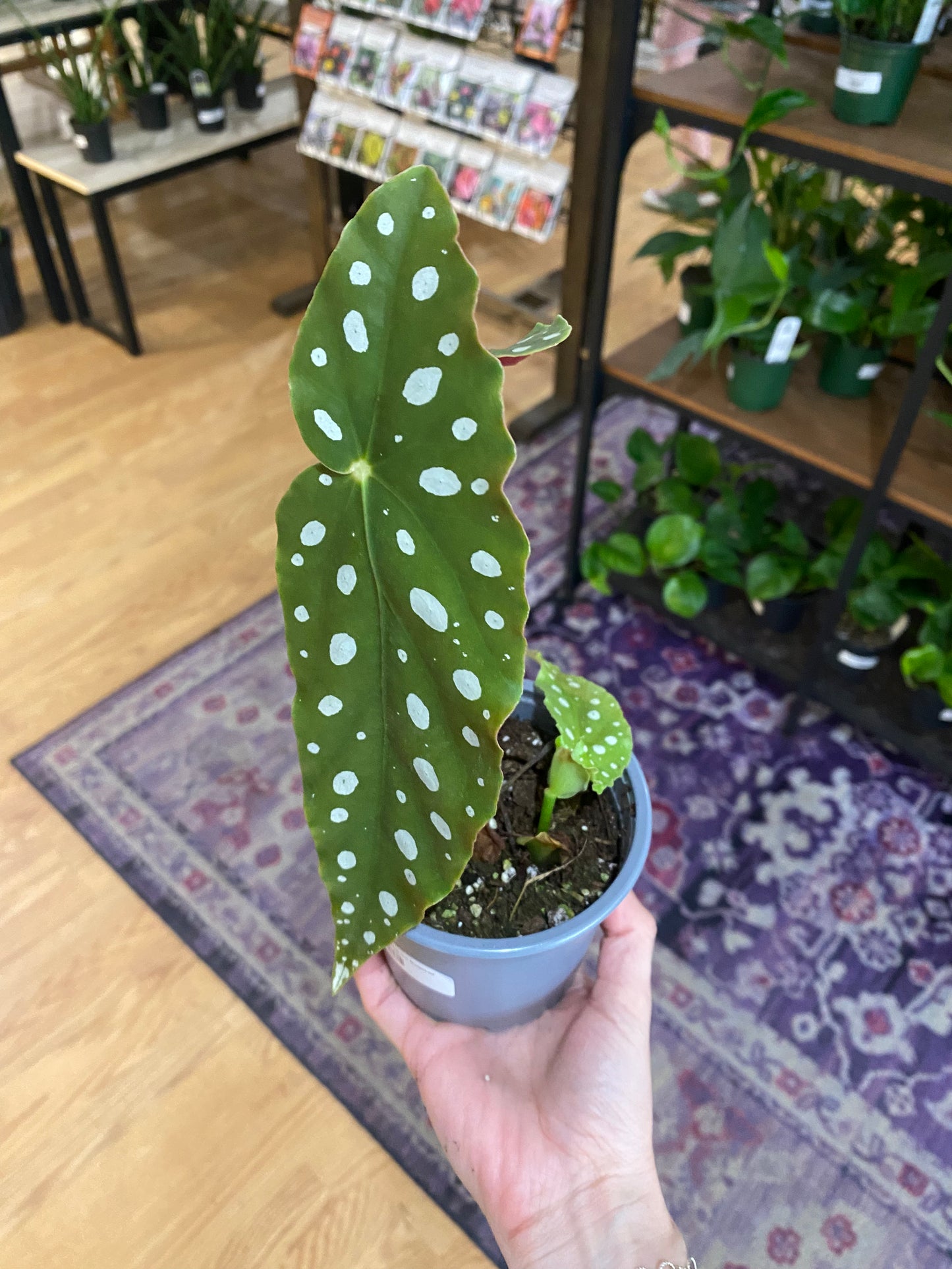 Begonia maculata 'Polka dot Begonia'