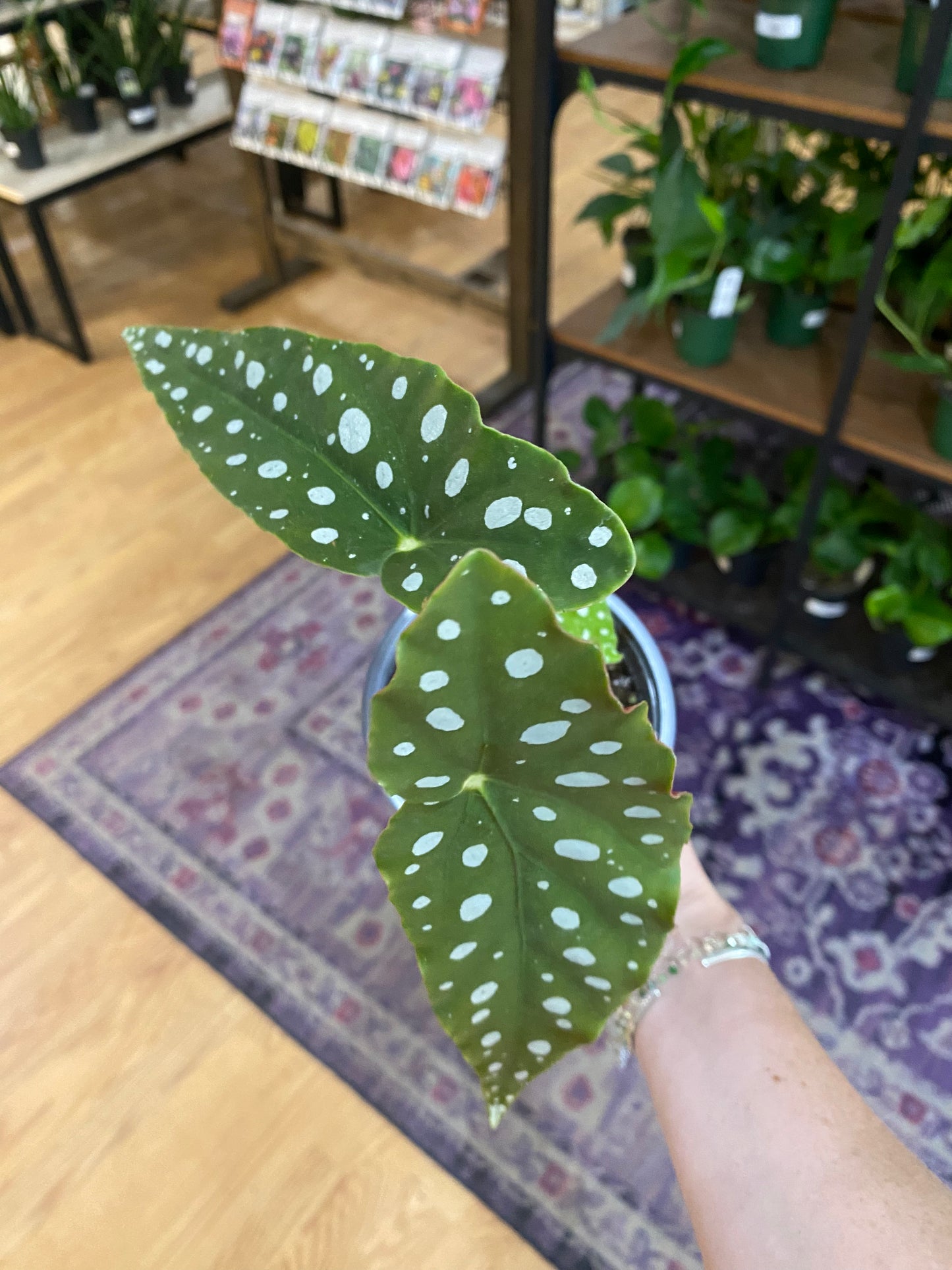Begonia maculata 'Polka dot Begonia'