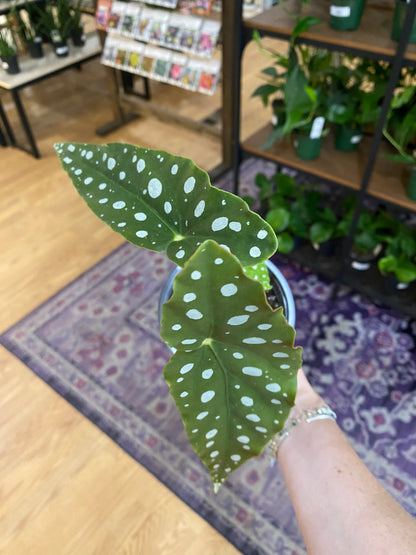 Begonia maculata 'Polka dot Begonia'