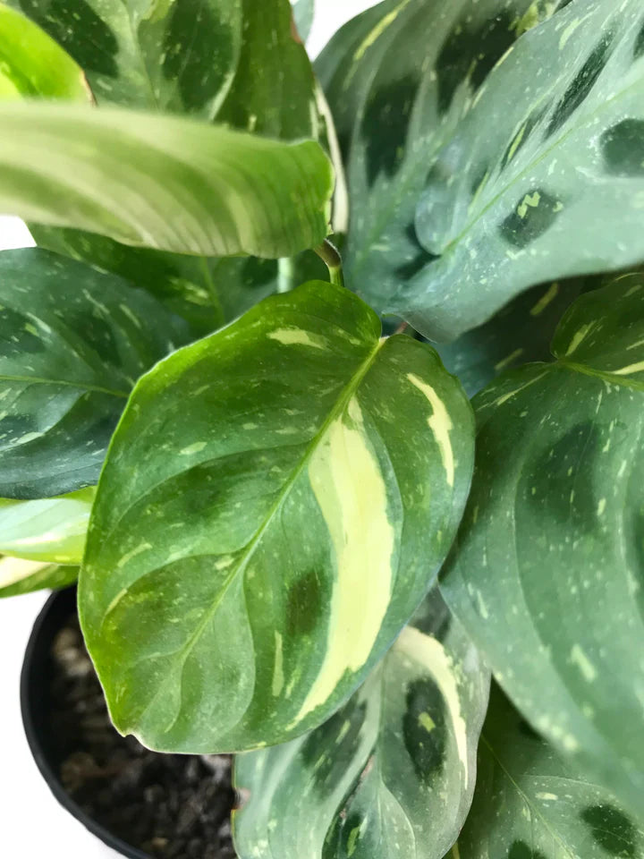 Maranta 'Variegated Prayer Plant'