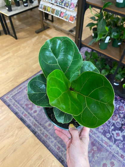 Ficus lyrata ‘Bambino’