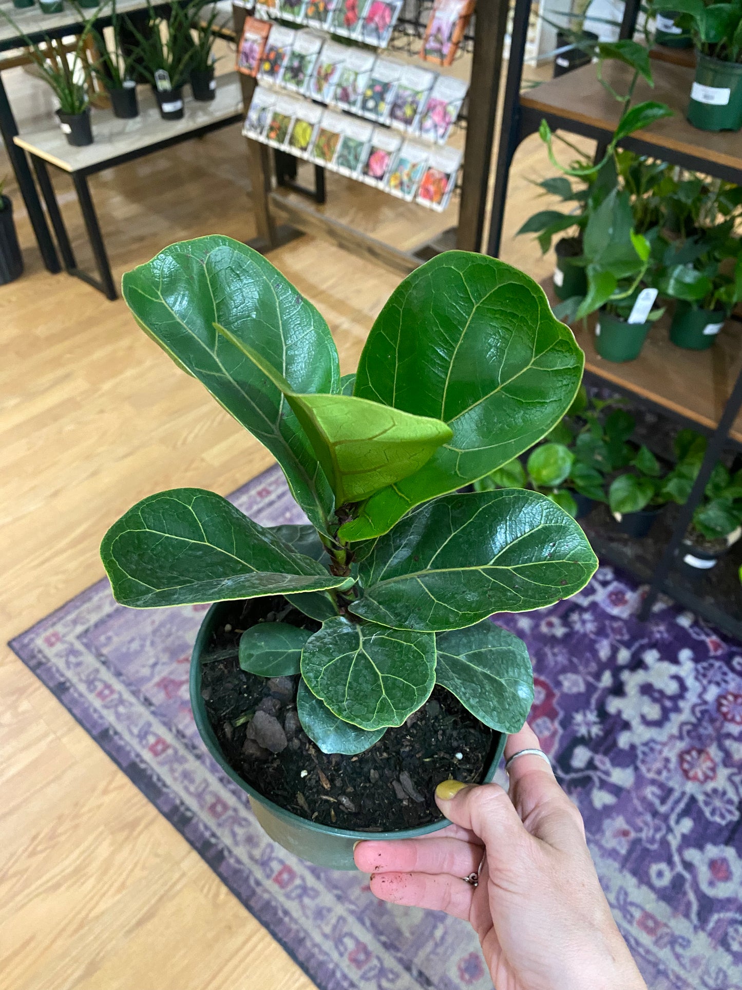 Ficus lyrata ‘Bambino’