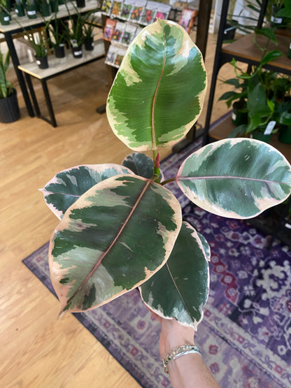 Ficus elastica 'Ruby'