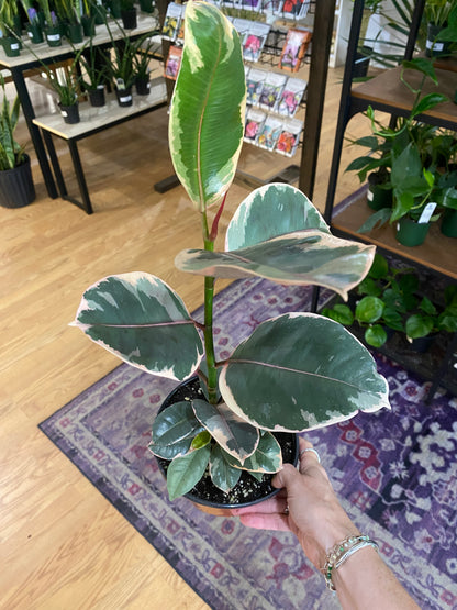 Ficus elastica 'Ruby'