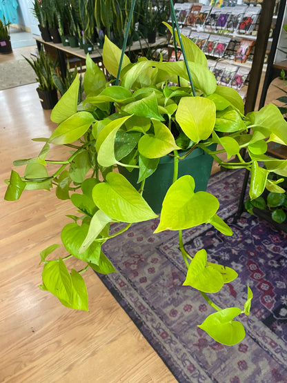 Epipremnum aureum ‘Pothos Neon’