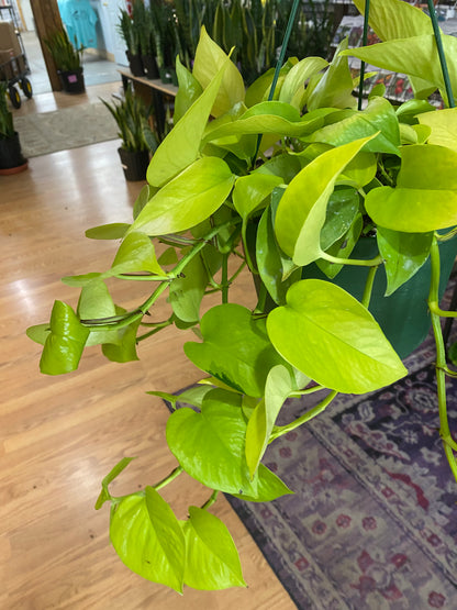 Epipremnum aureum ‘Pothos Neon’