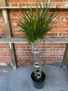 Dracaena Marginata 'Dragon Tree'