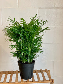 Chamaedorea Elegans ‘Parlor Palm’