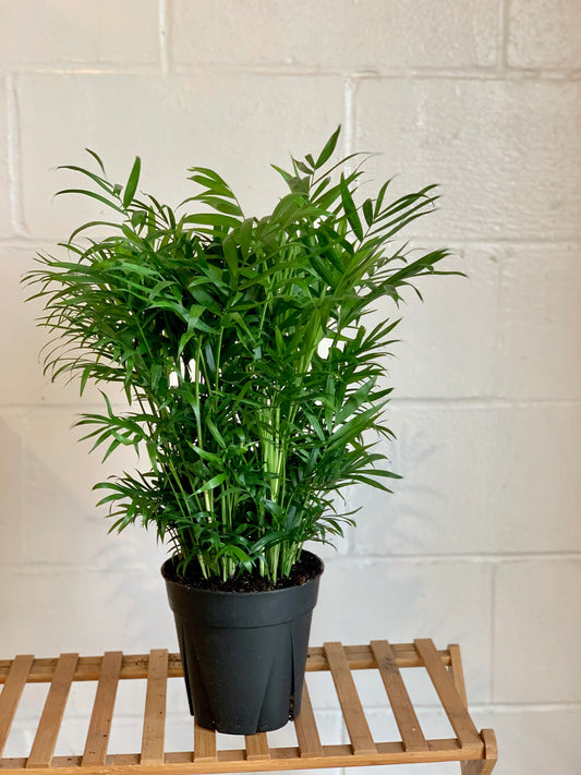Chamaedorea Elegans ‘Parlor Palm’