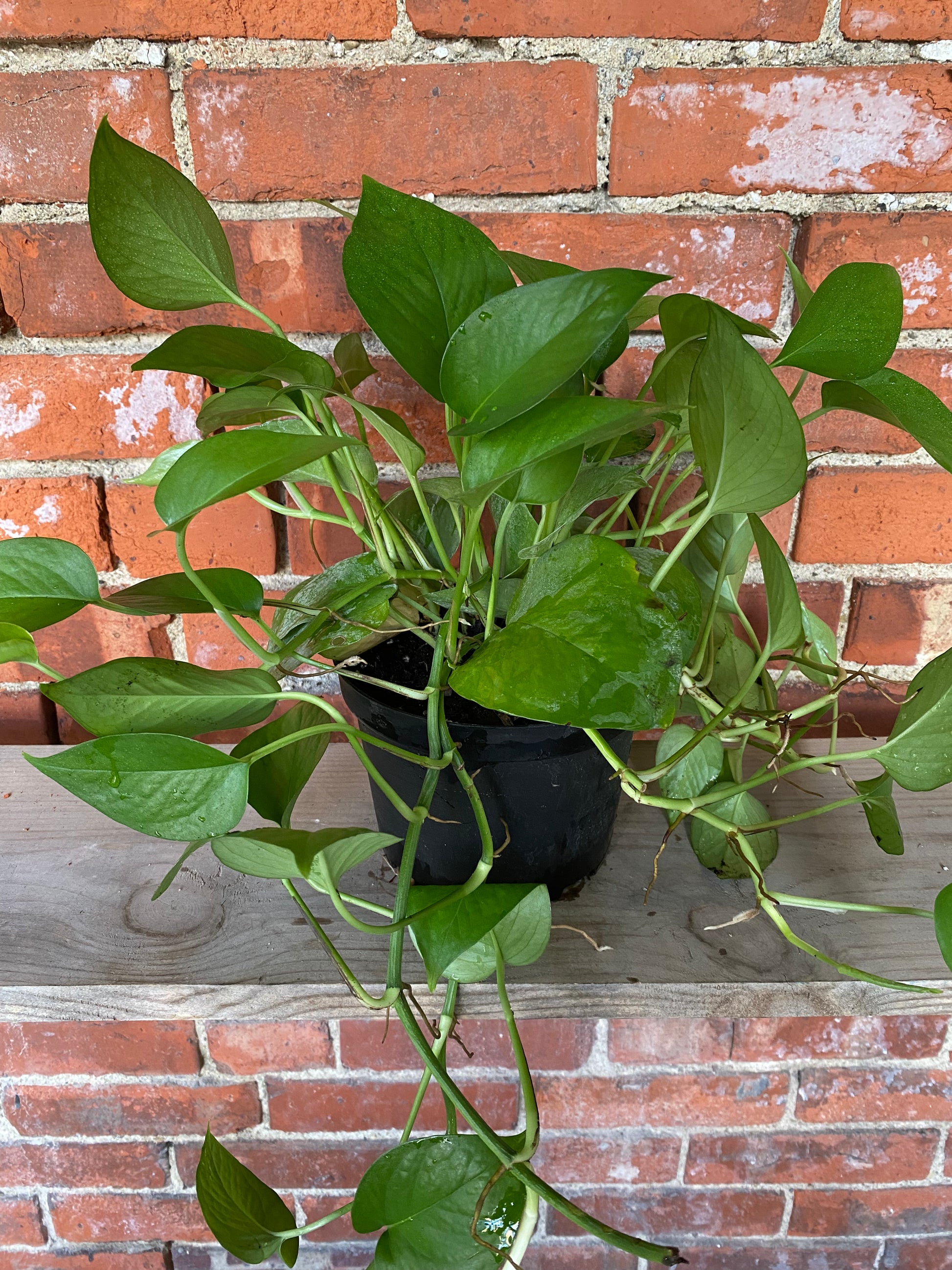 epipremnum jade pothos Epipremnum Aureum 'Pothos Jade' – Snakeroot Botanicals