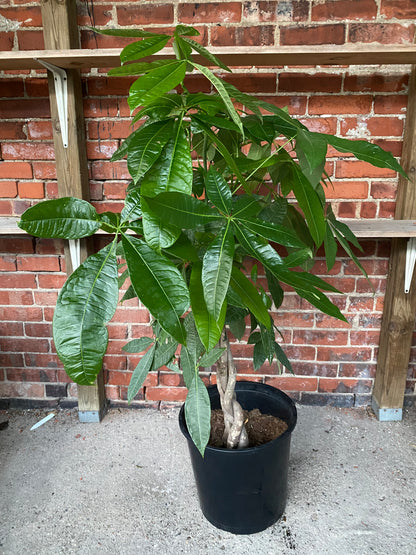 Pachira aquatica ‘Money Tree’