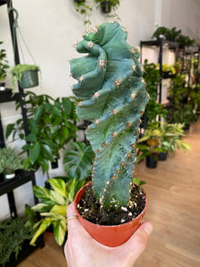 Cereus forbesii 'Spiralis'