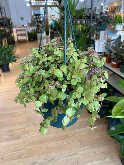 Callisia repens 'Golden Locks' - 6" Hanging Basket