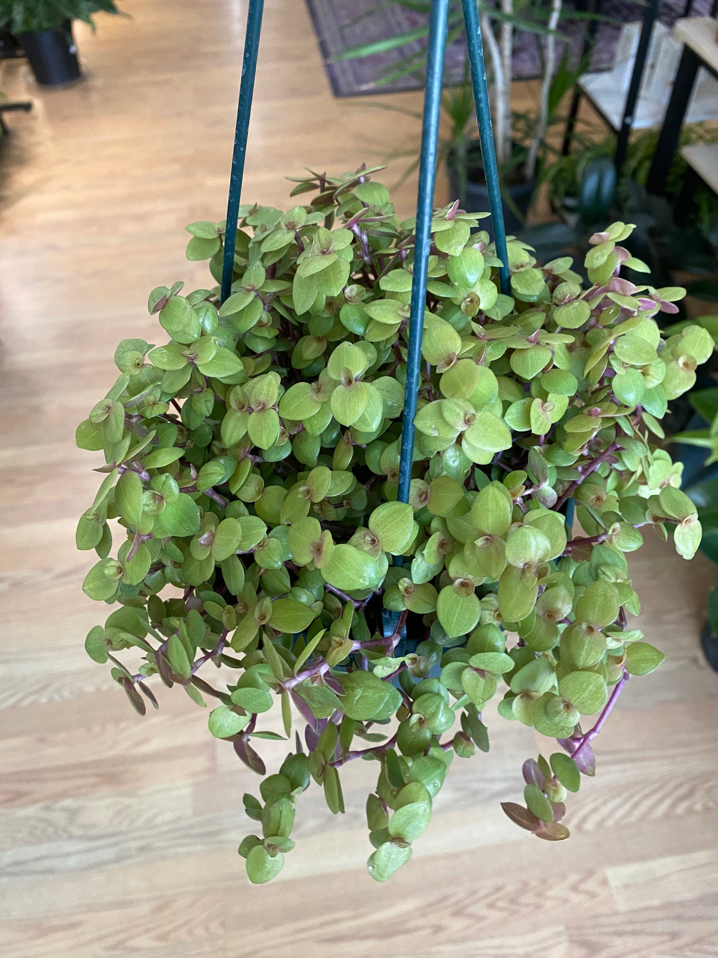 Callisia repens 'Golden Locks' - 6" Hanging Basket