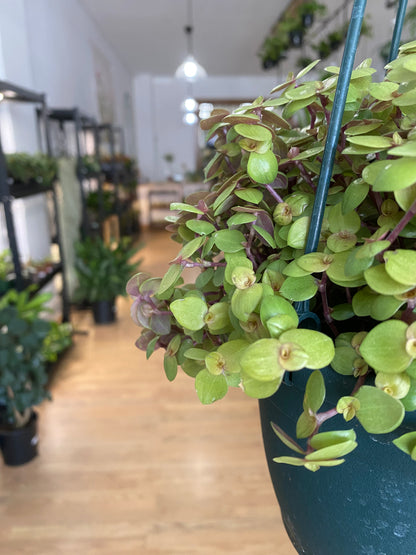 Callisia repens 'Golden Locks' - 6" Hanging Basket