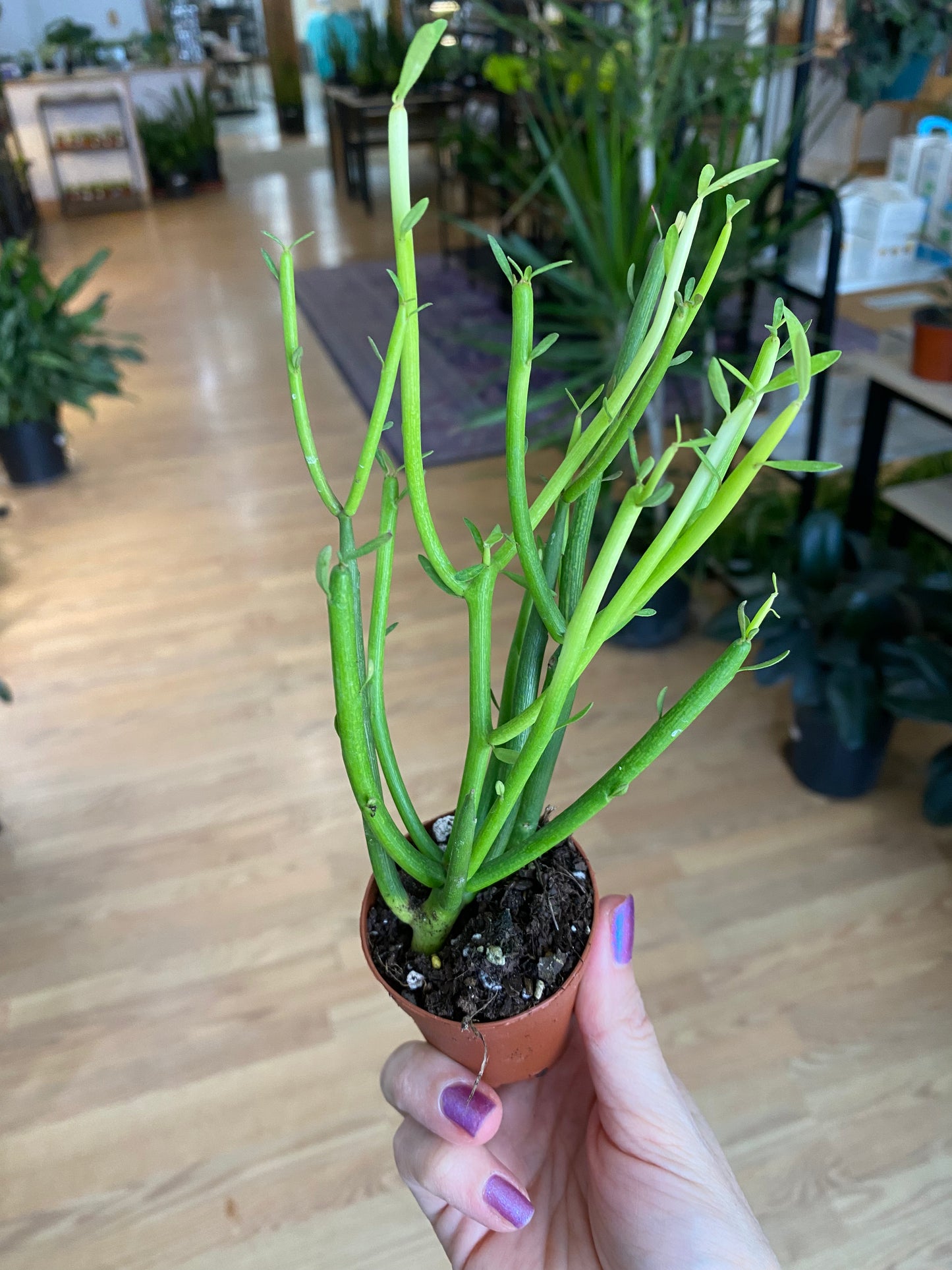 Euphorbia tirucalli 'Sticks of fire'